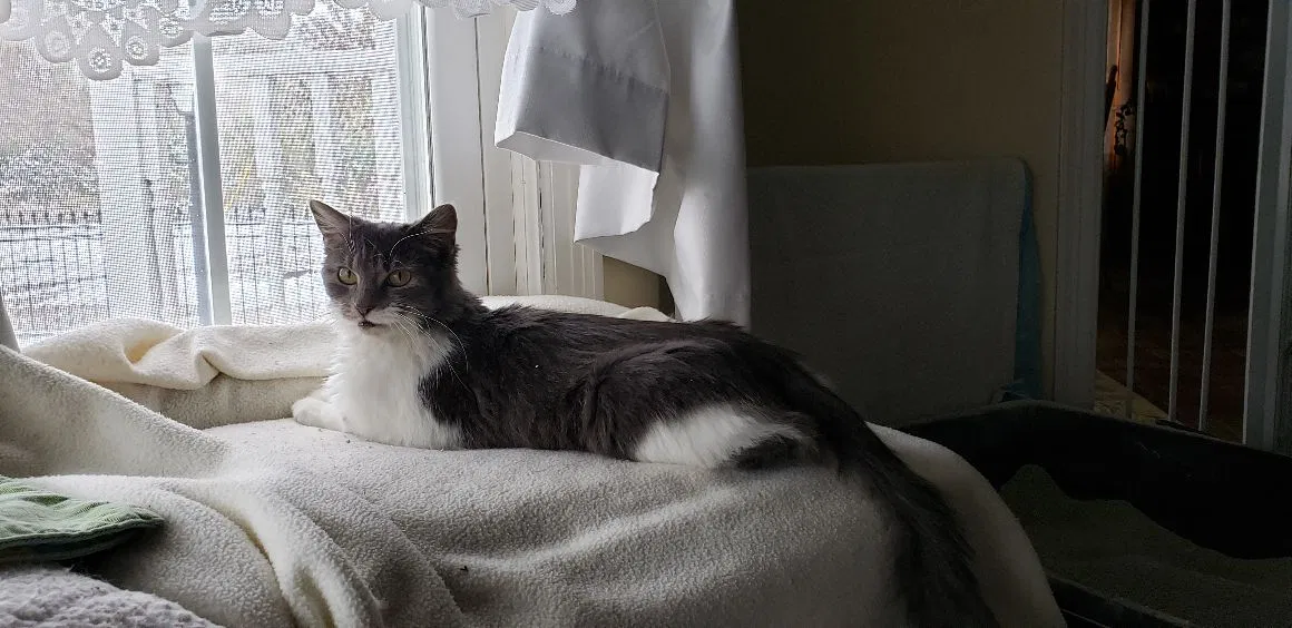 Lost cat in Peoria, IL, 61615