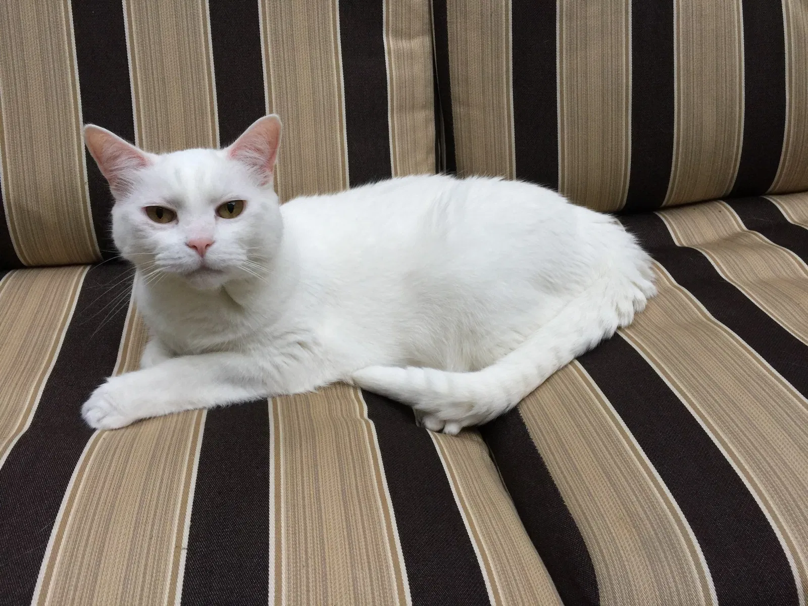 Lost cat in Hinsdale, IL, 60521