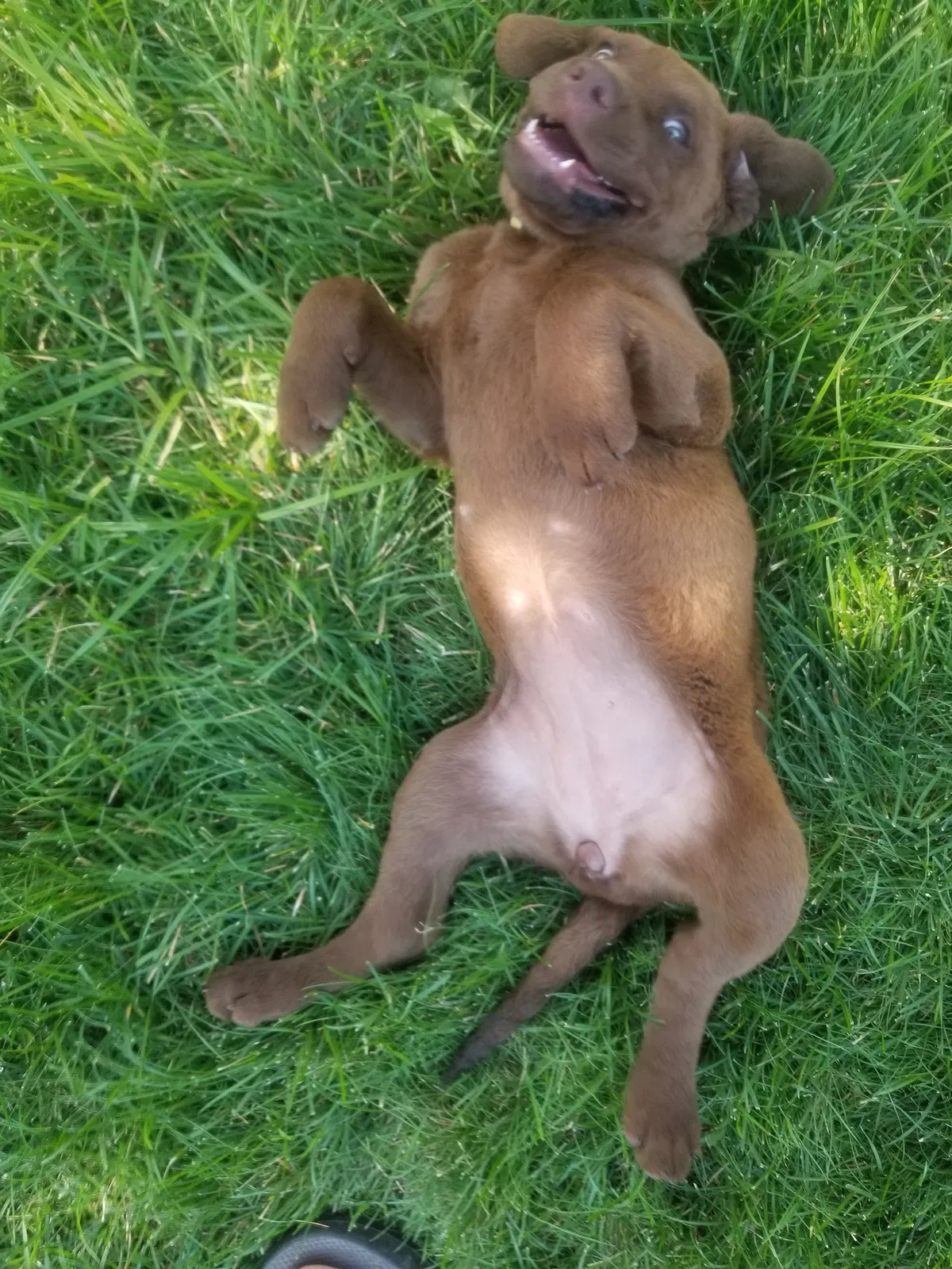 Lost dog in Sedro Woolley, WA, 98284