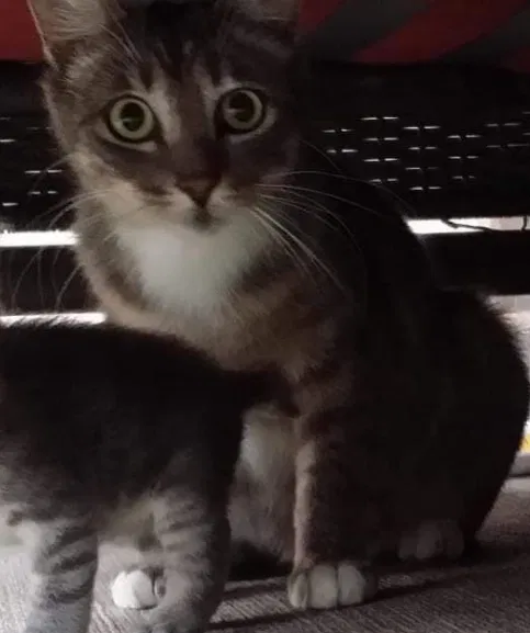 Lost cat in Katy, TX, 77494