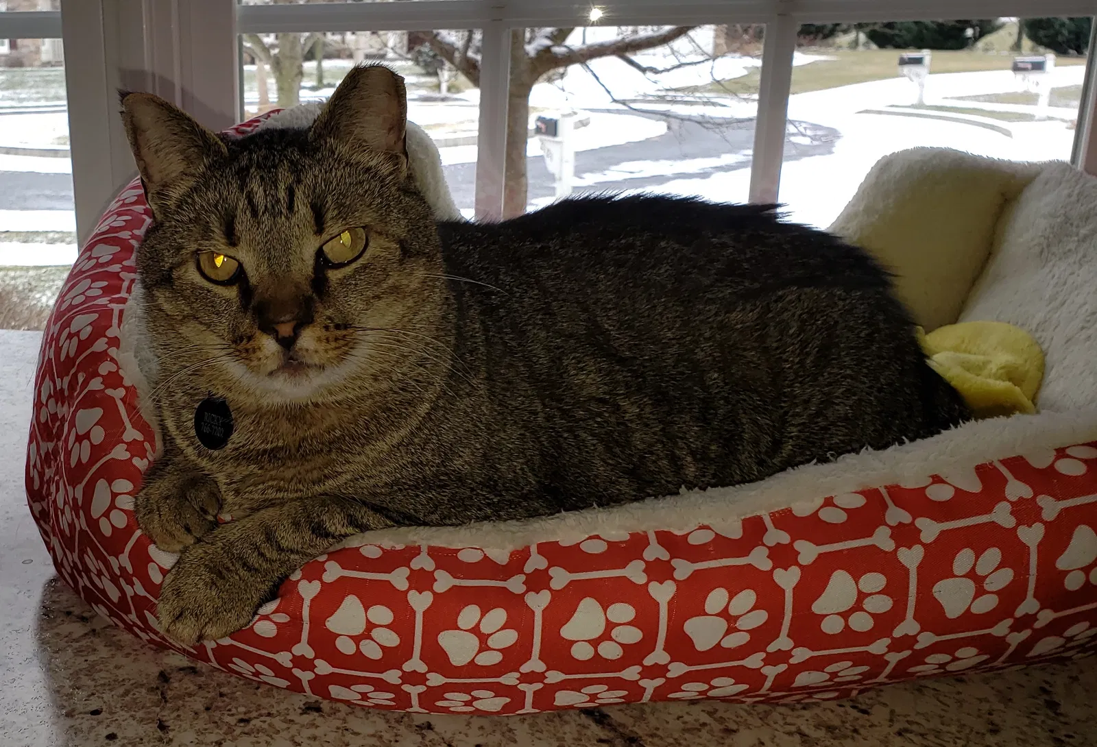 Lost cat in Mechanicsburg, PA, 17055