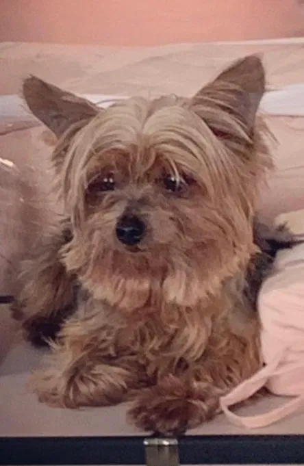 Lost dog in Cincinnati, OH, 45240