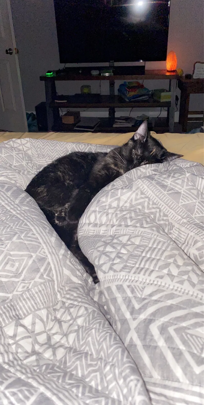 Lost cat in Carthage, MO, 64836