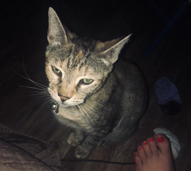 Lost cat in Odessa, TX, 79765
