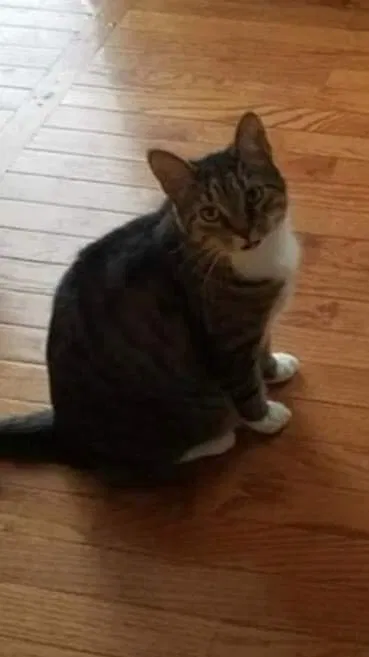 Lost cat in Bowling Green, KY, 42104