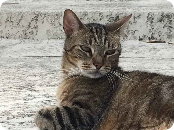 Lost cat in Vero Beach, FL, 32960