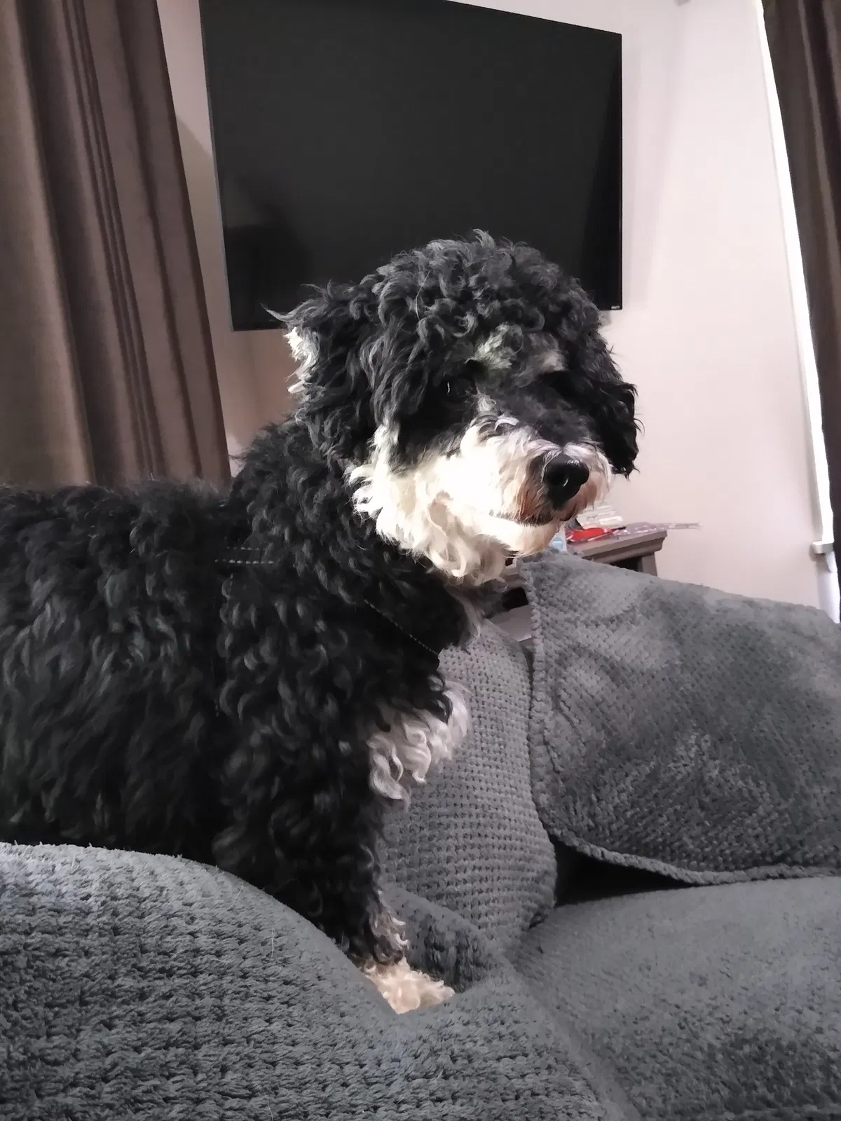 Lost dog in Parma, MI, 49269