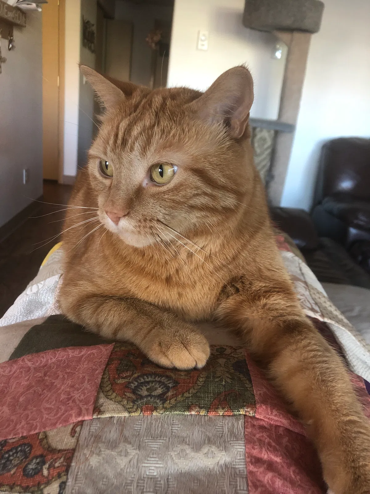 Lost cat in Redmond, OR, 97756