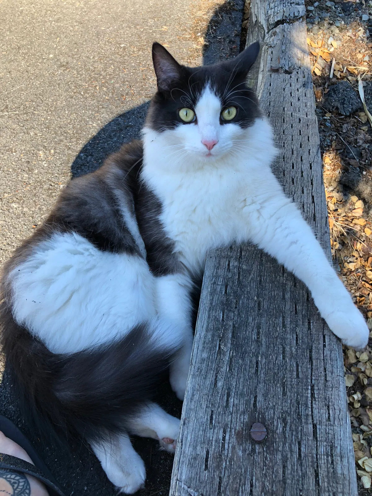 Lost cat in Mukilteo, WA, 98275
