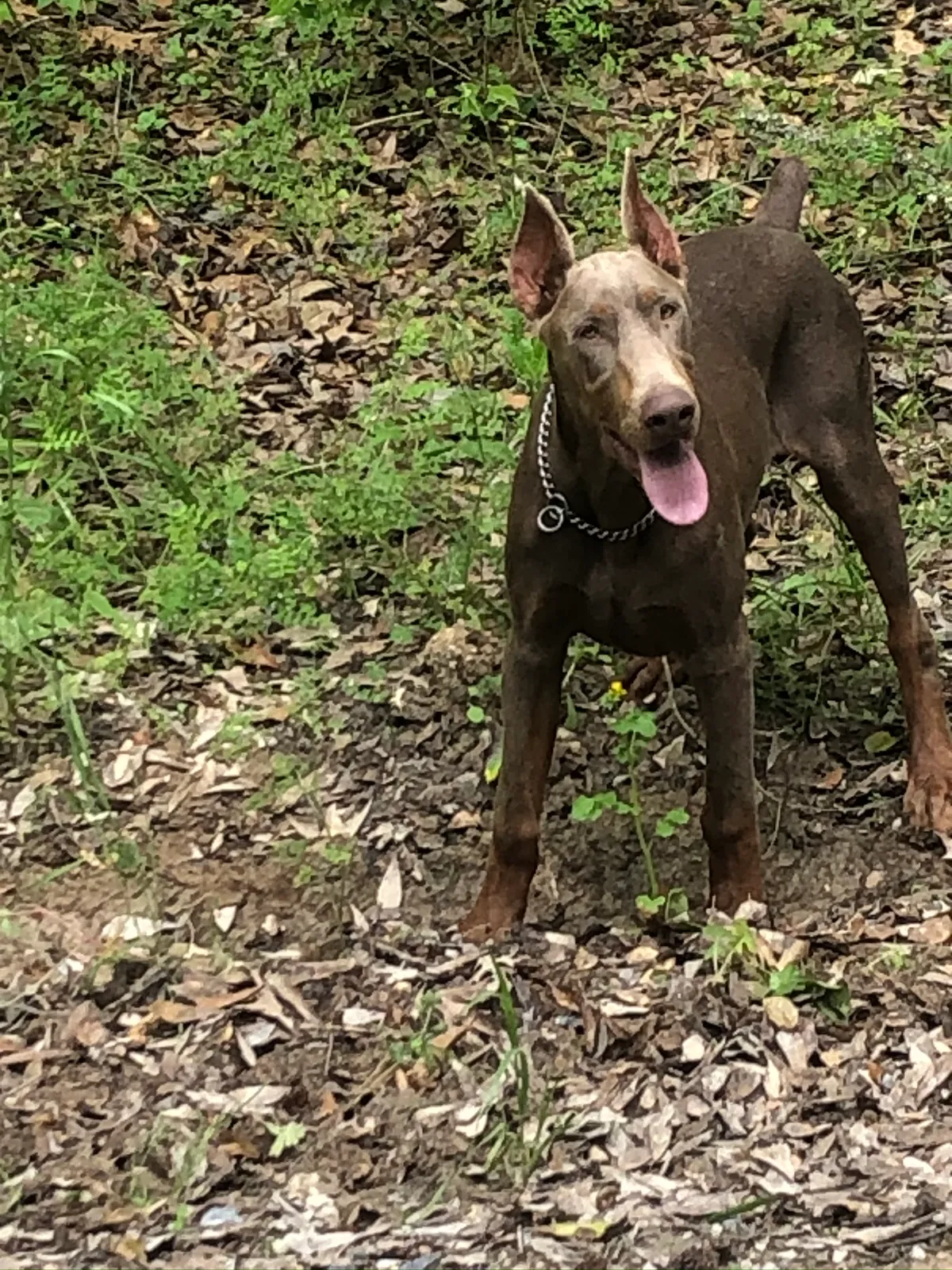 Lost dog in Lake Charles, LA, 70615