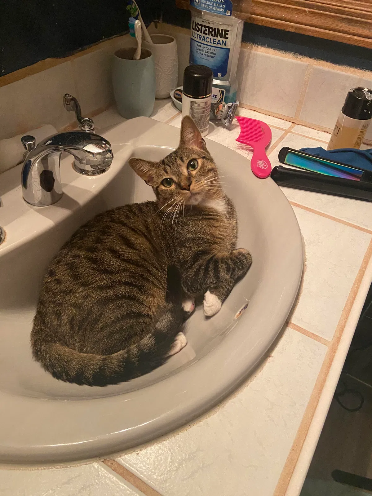 Lost cat in Oshkosh, WI, 54902
