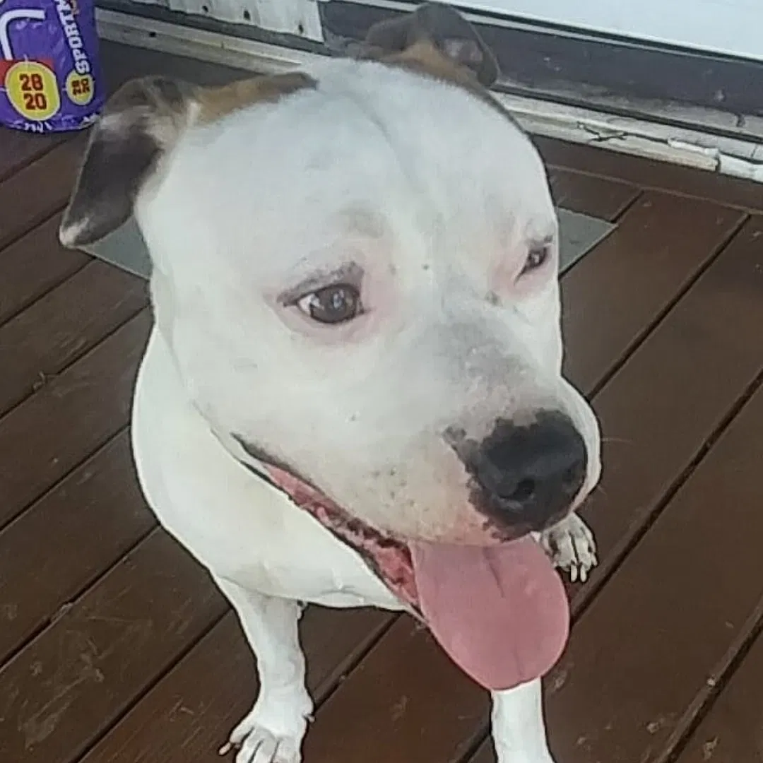 Lost dog in Charleston, WV, 25309