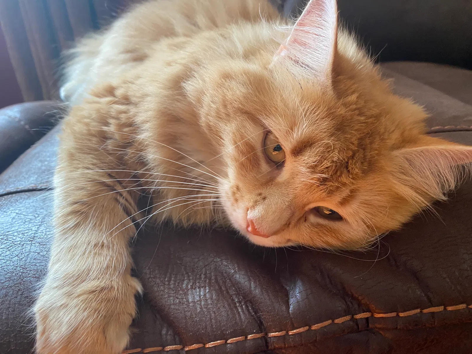 Lost cat in Salem, WI, 53168