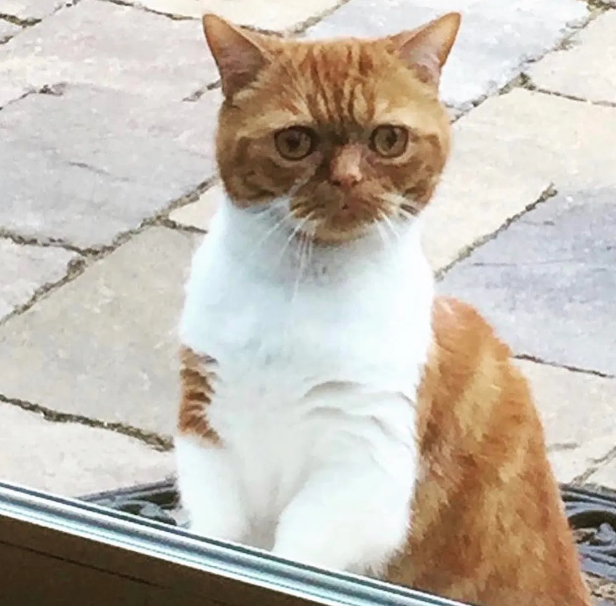 Lost cat in Menlo Park, CA, 94025