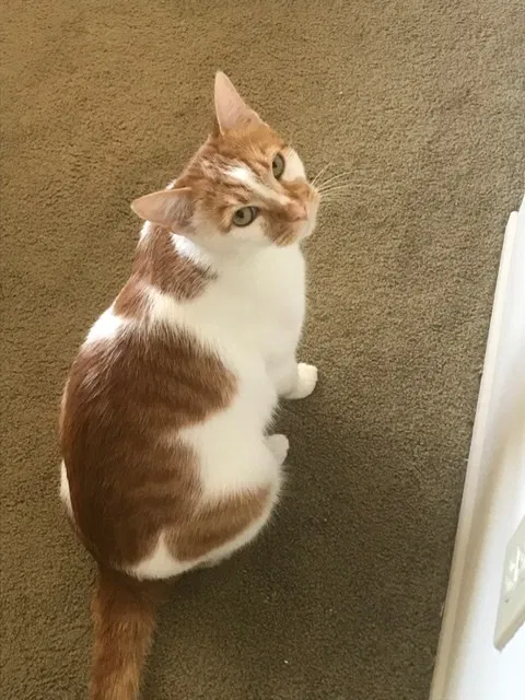 Lost cat in Thousand Oaks, CA, 91360