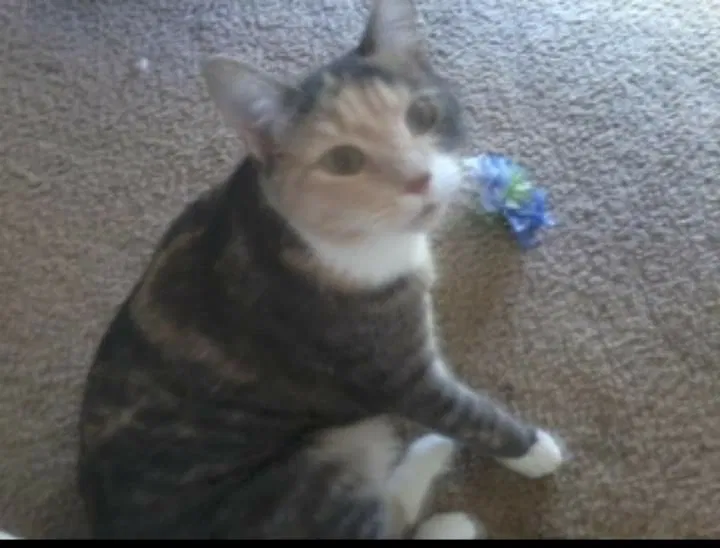 Lost cat in Colchester, CT, 6415