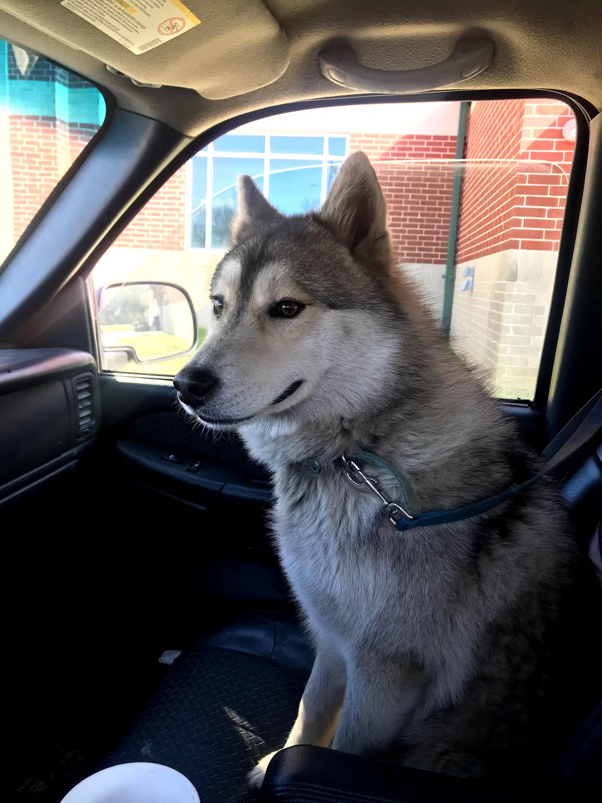 Lost dog in Chattanooga, TN, 37406