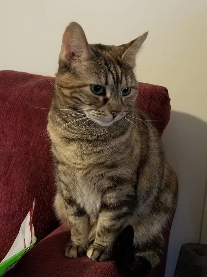 Lost cat in Latham, NY, 12110