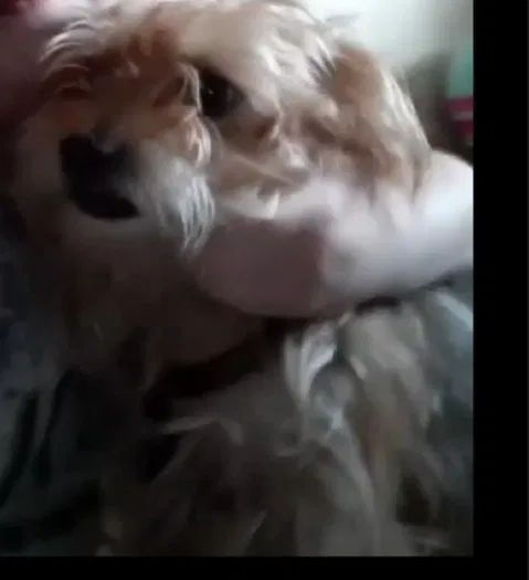 Lost dog in Saint Joseph, MO, 64505