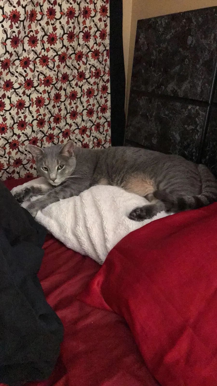 Lost cat in Winter Springs, FL, 32708