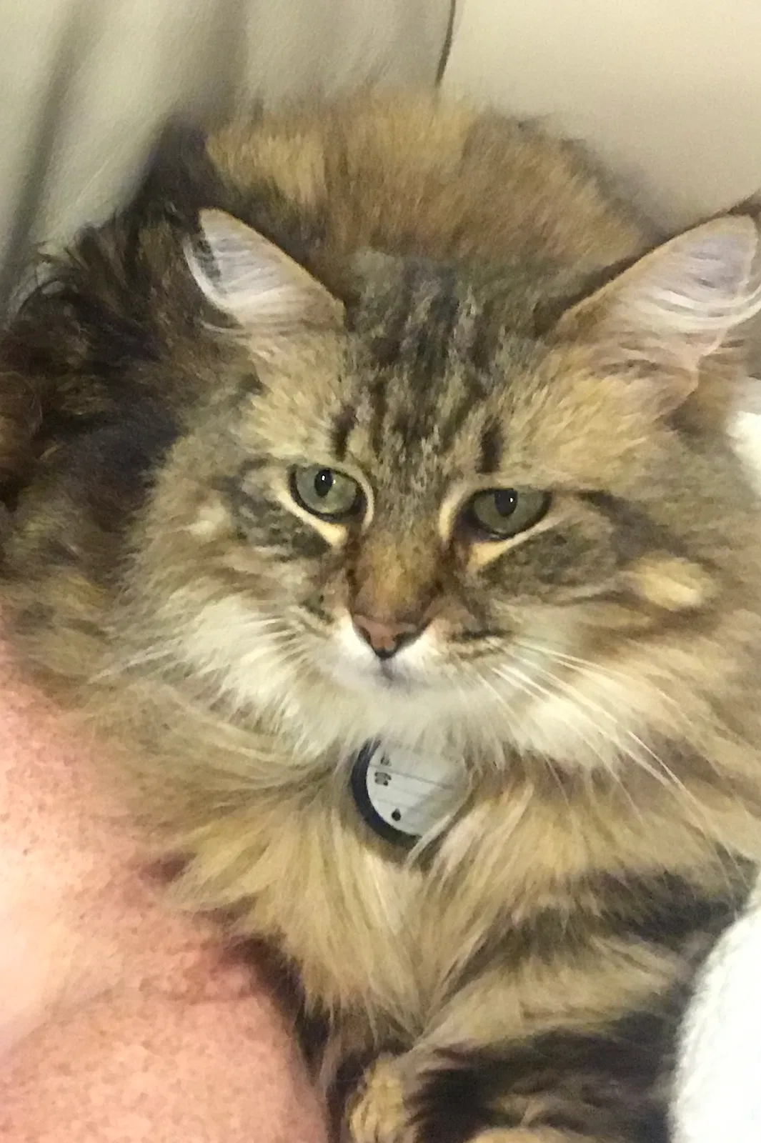 Lost cat in Olathe, KS, 66062
