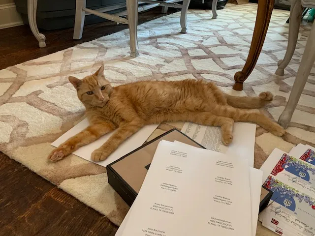 Lost cat in The Colony, TX, 75056
