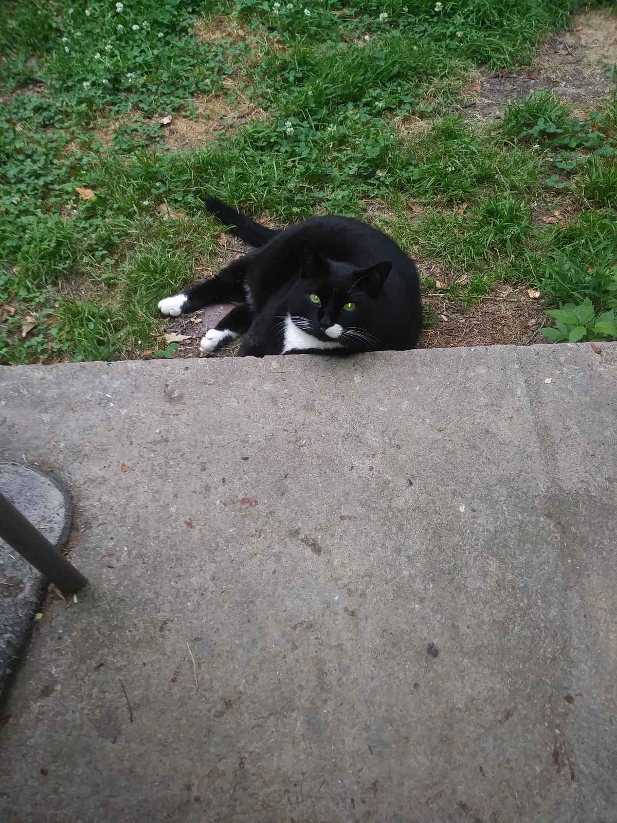 Lost cat in East Flat Rock, NC, 28726