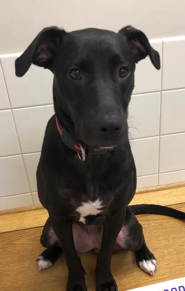Lost dog in York, PA, 17402