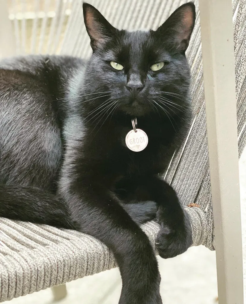 Lost cat in Tacoma, WA, 98465
