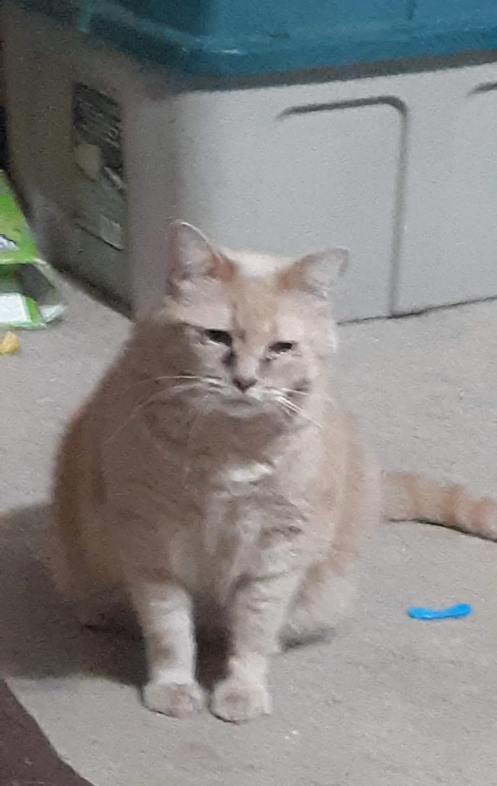 Lost cat in Saint Joseph, IL, 61873