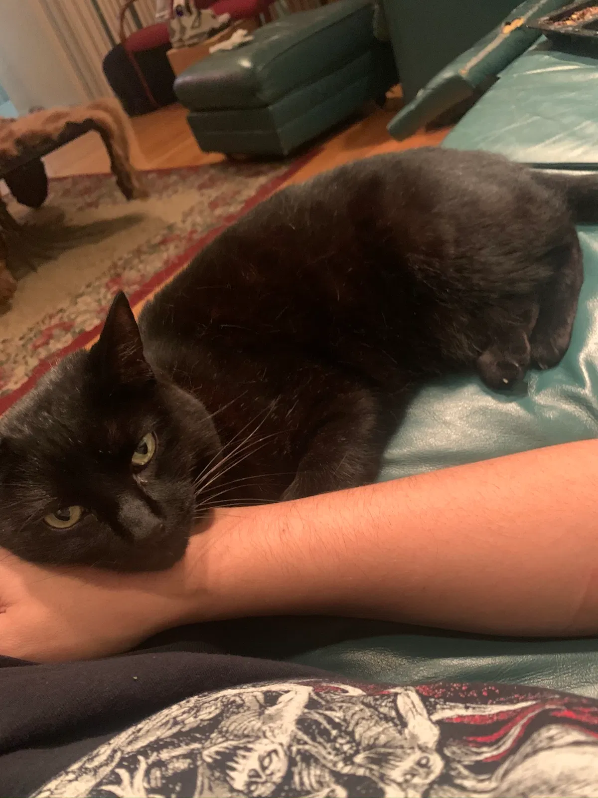 Lost cat in Culver City, CA, 90232