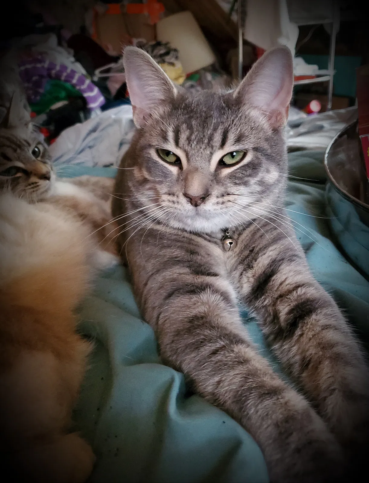 Lost cat in Franklin, IN, 46131