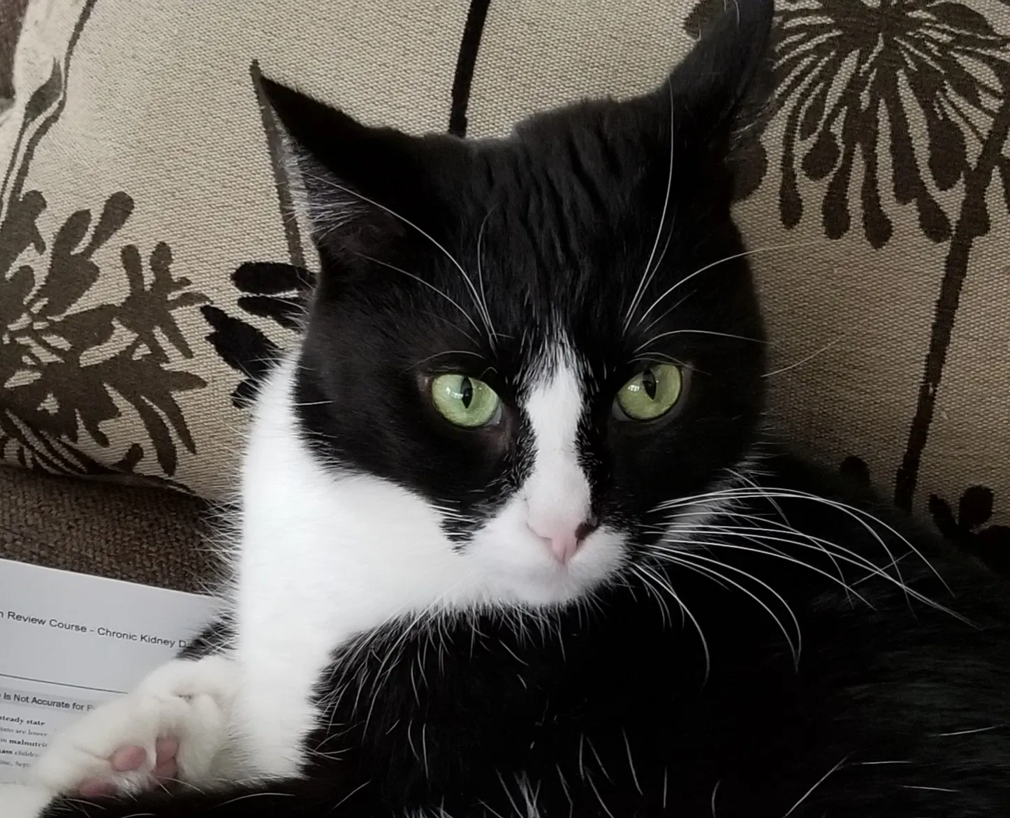 Lost cat in Grand Rapids, MI, 49503