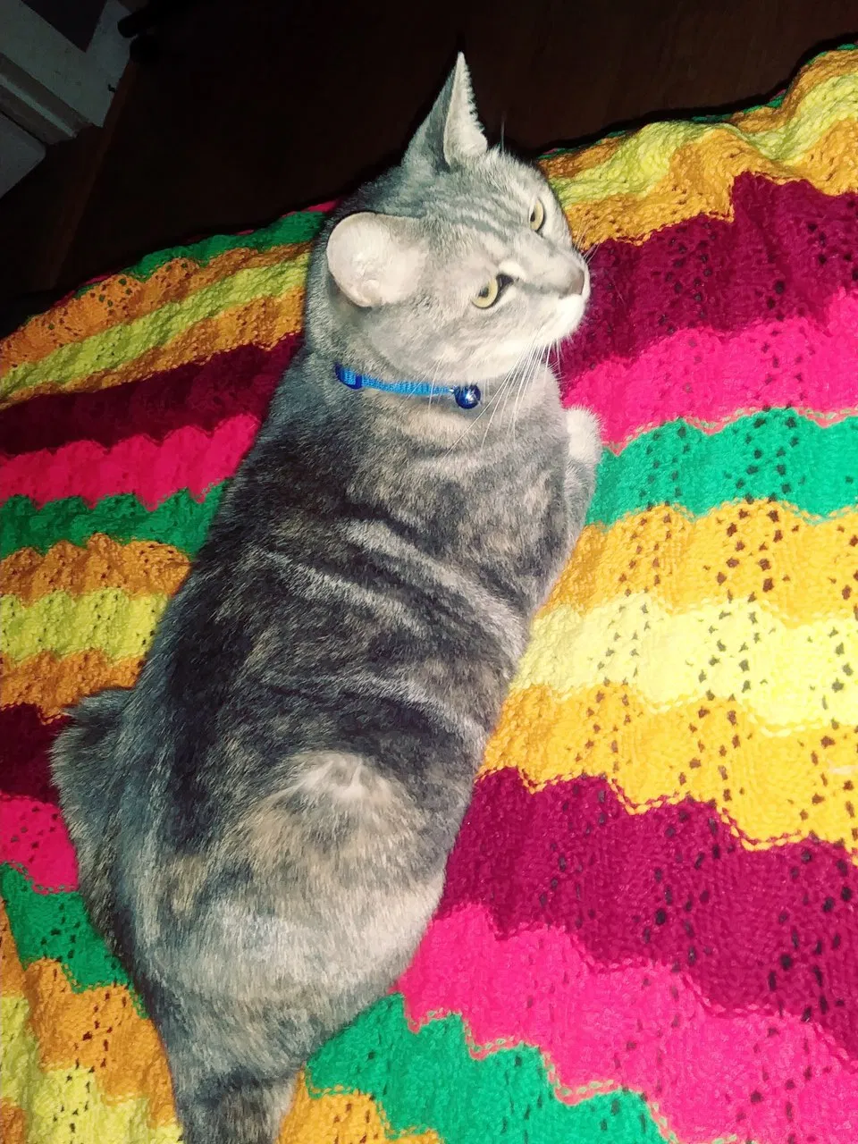 Lost cat in Watsonville, CA, 95076