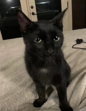 Lost cat in San Antonio, TX, 78247