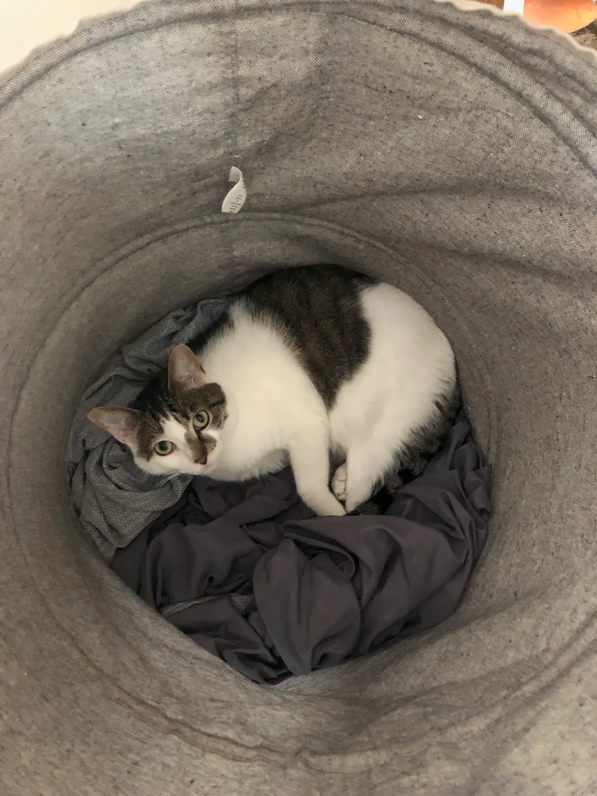 Lost cat in Columbus, OH, 43228