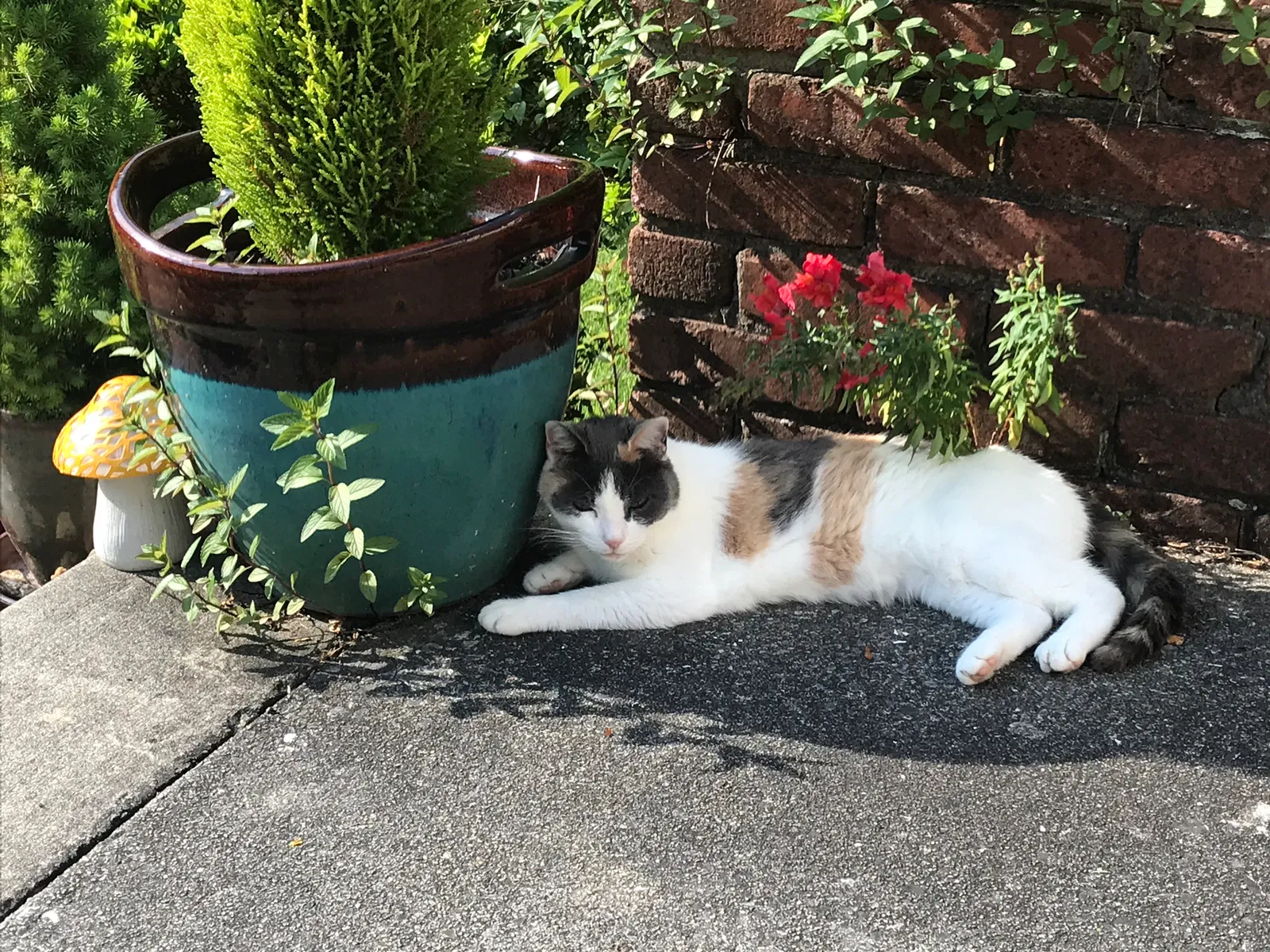 Lost cat in Hendersonville, NC, 28739