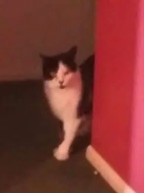 Lost cat in Anderson, IN, 46013
