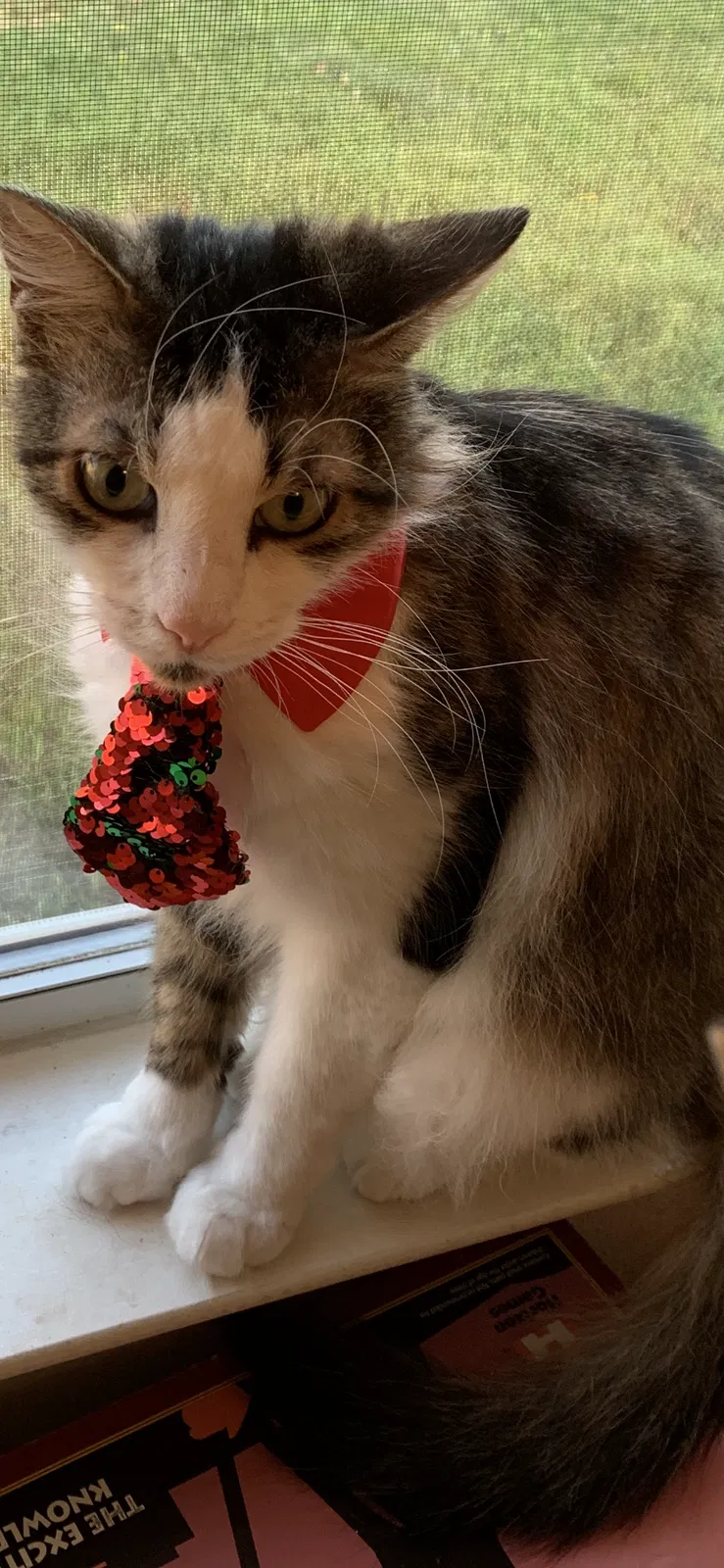 Lost cat in San Antonio, TX, 78233