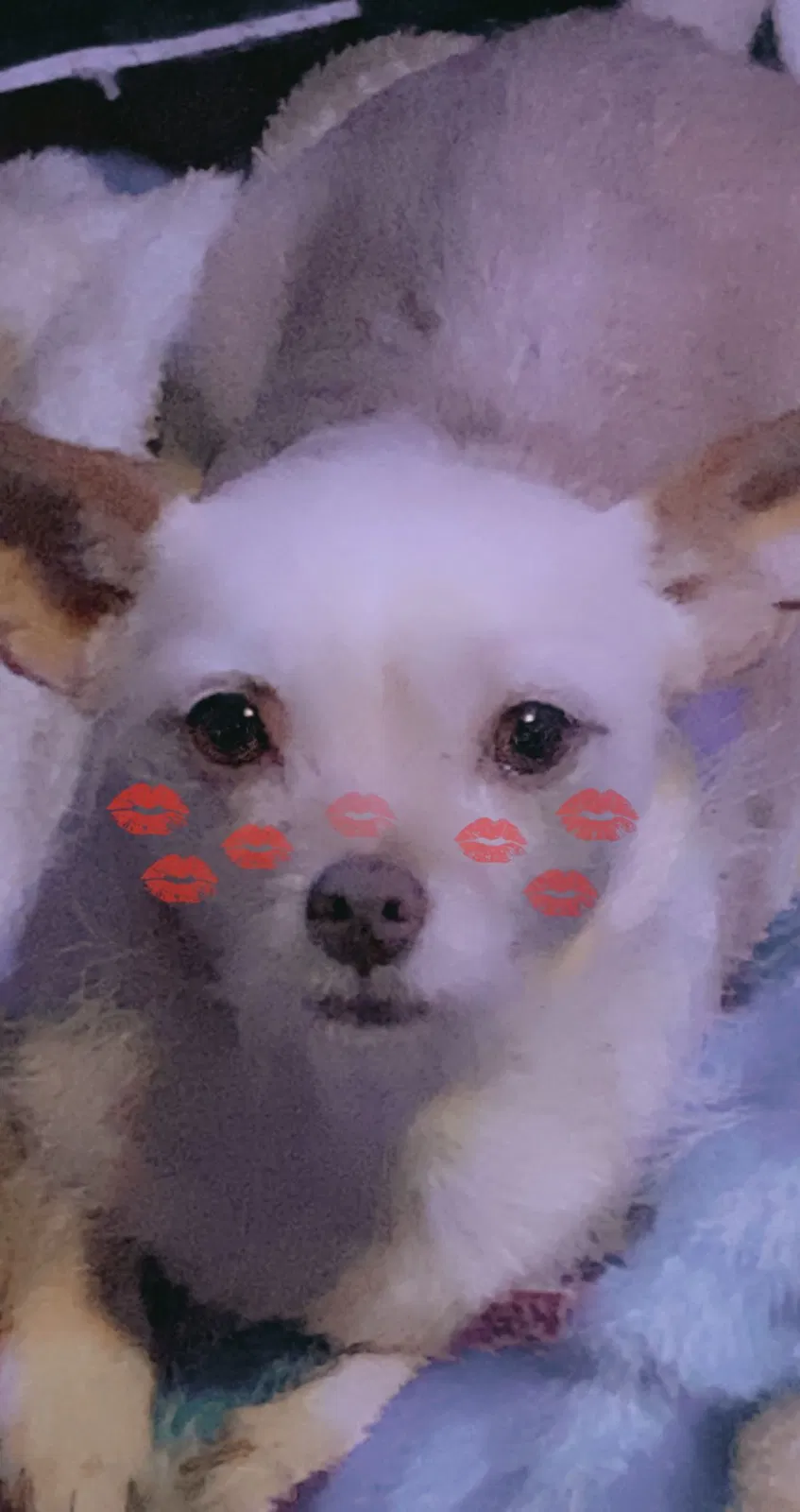Lost dog in Perris, CA, 92570
