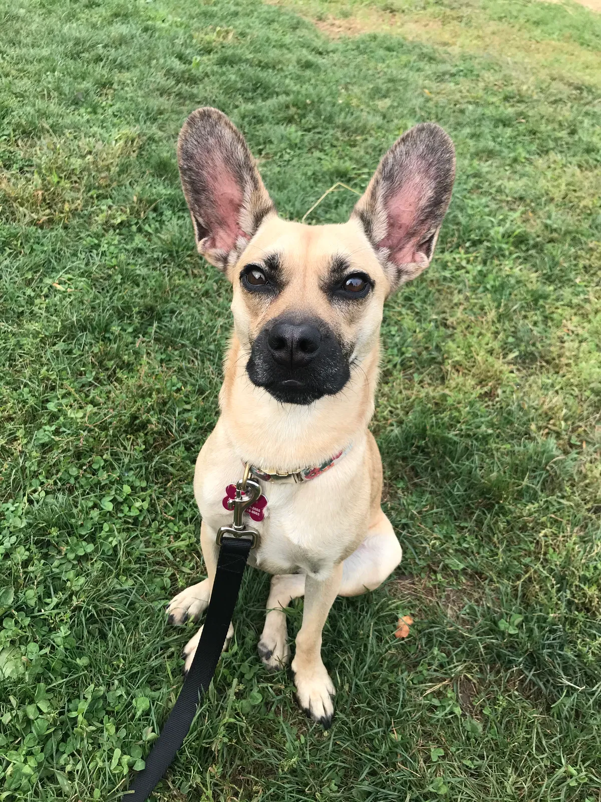 Lost dog in Englishtown, NJ, 7726