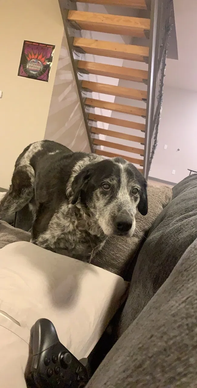 Lost dog in Fort Collins, CO, 80521