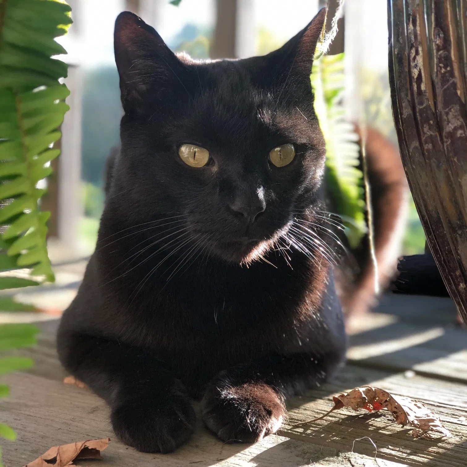 Lost cat in Lexington, KY, 40503