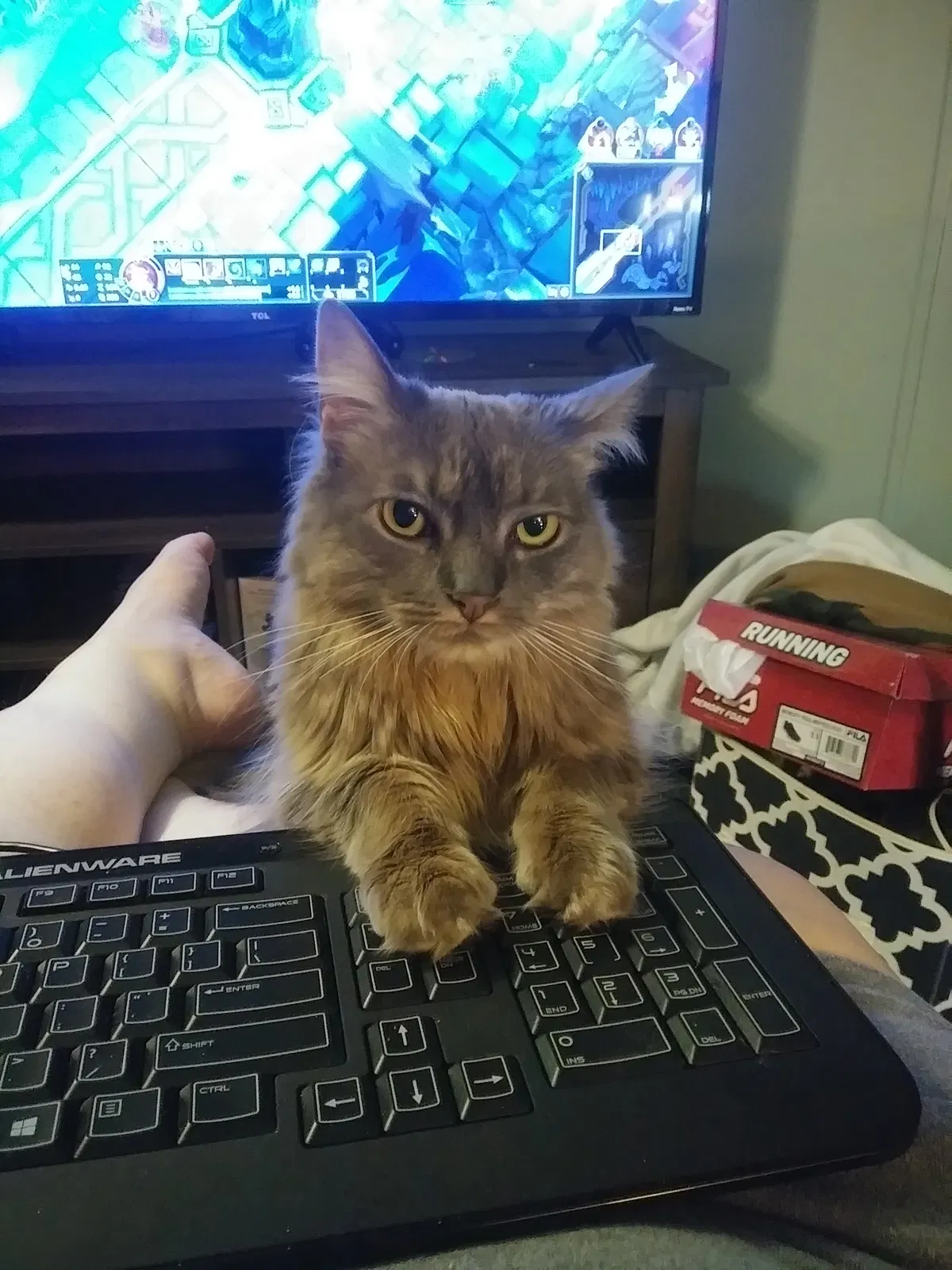 Lost cat in Hampstead, MD, 21074