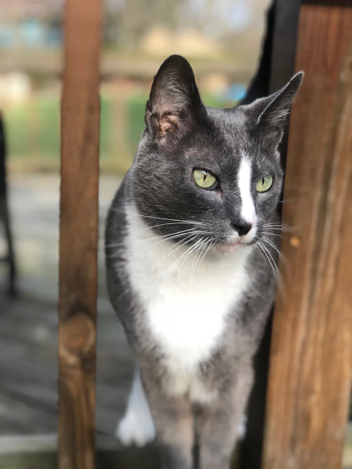 Lost cat in Akron, OH, 44333