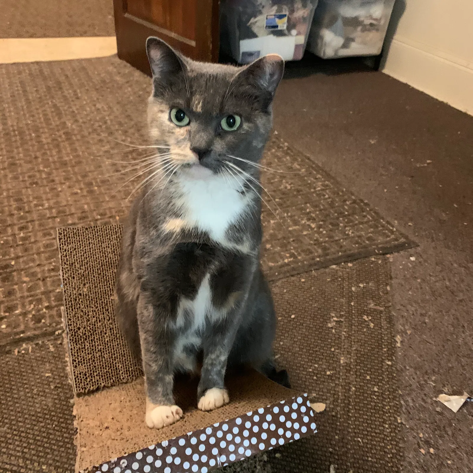 Lost cat in Edison, NJ, 8817