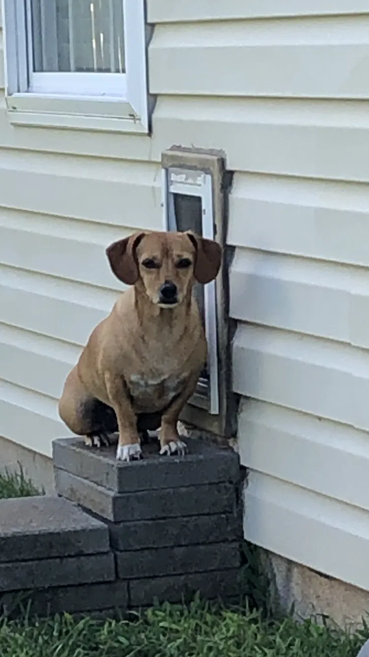 Lost dog in Kernersville, NC, 27284