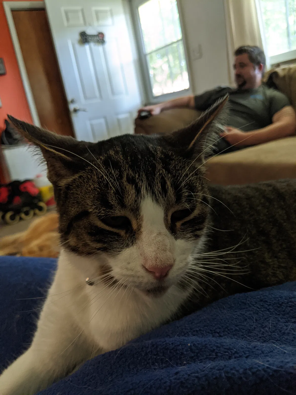 Lost cat in Milan, MI, 48160