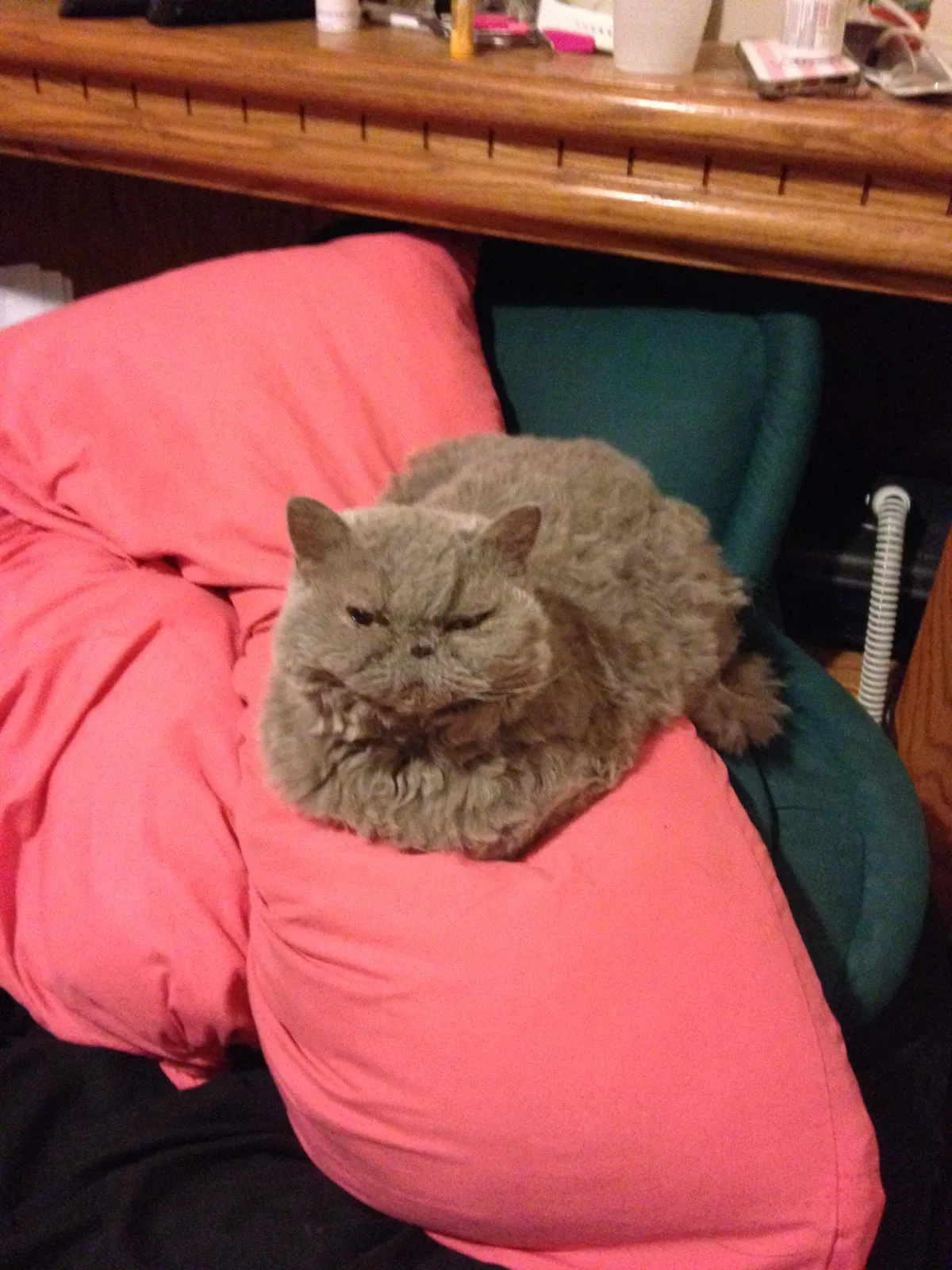 Lost cat in Port Saint Lucie, FL, 34953