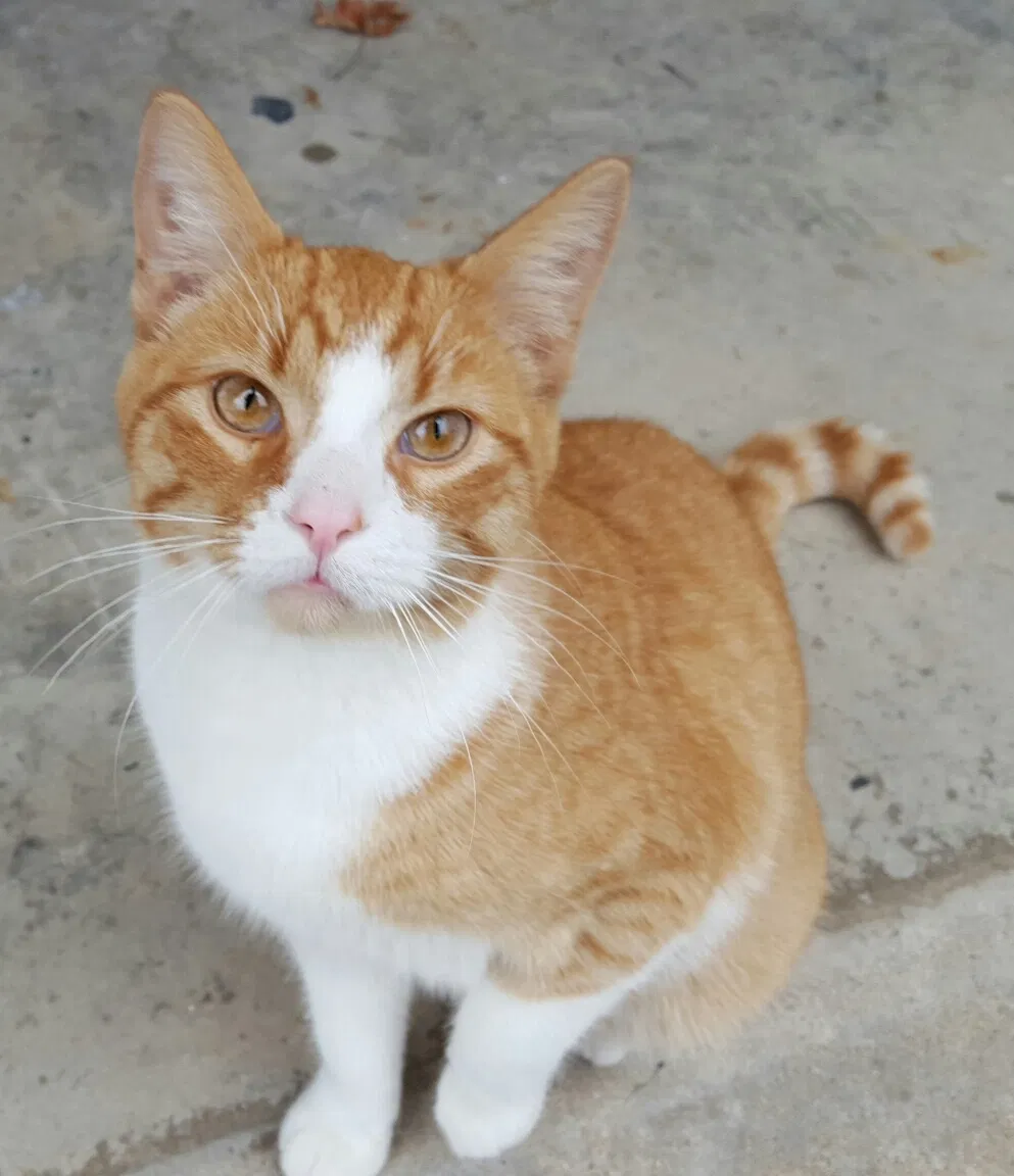 Lost cat in Deer Creek, IL, 61733